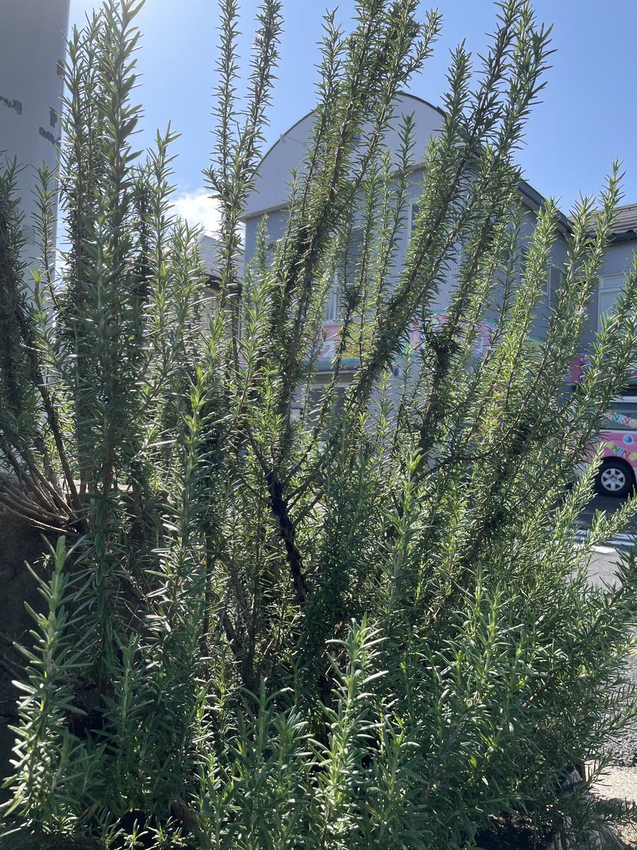 d0LUd93CUFEIYGE's tweet photo. 花壇の植物達ですが猛暑を乗り越え、ぐんぐん成長しております！
そろそろ肥料を撒きたいと思います😊
ラベンダーは花が咲き、ローズマリー、オリーブも鮮やかです✨✨

訪問介護課 支倉

https://t.co/t8laYYcmIu https://t.co/8xvUc1axyK