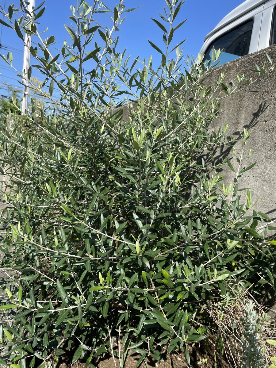 d0LUd93CUFEIYGE's tweet photo. 花壇の植物達ですが猛暑を乗り越え、ぐんぐん成長しております！
そろそろ肥料を撒きたいと思います😊
ラベンダーは花が咲き、ローズマリー、オリーブも鮮やかです✨✨

訪問介護課 支倉

https://t.co/t8laYYcmIu https://t.co/8xvUc1axyK