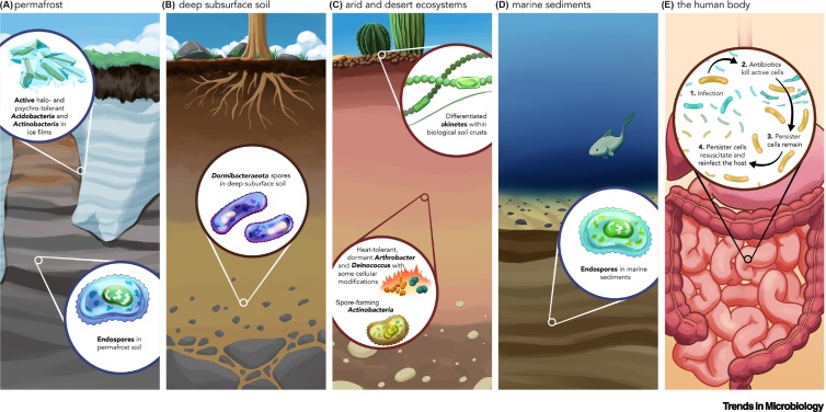 What is microbial dormancy?

@TrendsMicrobiol from @jlw_ecoevo 

cell.com/trends/microbi…