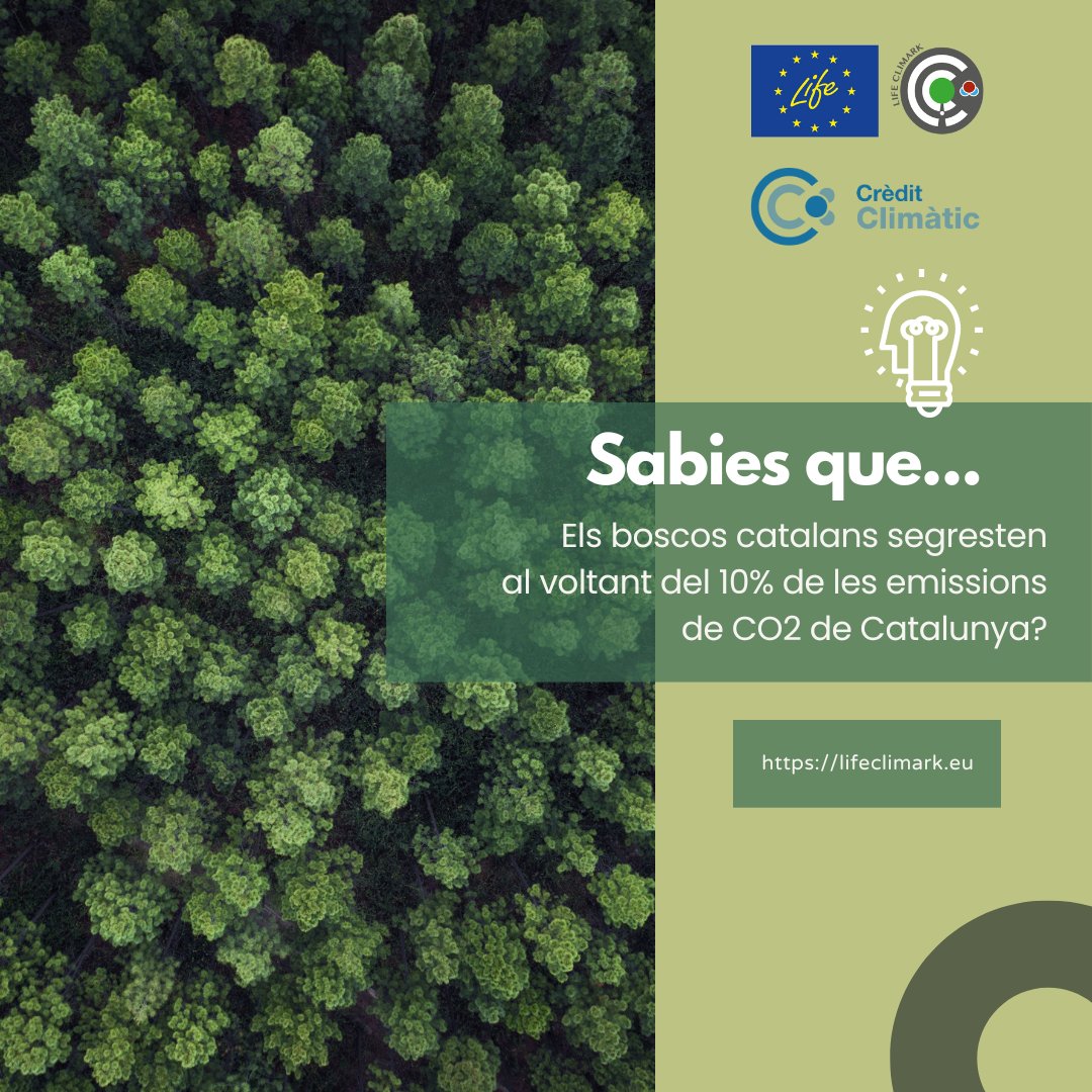 El paper dels #boscos en la mitigació del #CanviClimàtic està en risc: el ritme de segrest de CO2 ha disminuït un 17% els darrers 25 anys i l'increment de pertorbacions amenaça els estocs acumulats durant dècades.
➡️ lifeclimark.eu
#carboni #CrèditClimàtic 🦚♻️