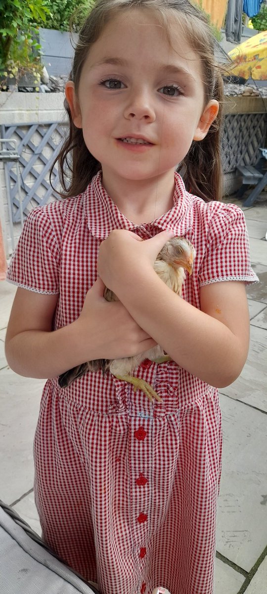 DesignsbyStacey's tweet photo. Gwyneth wanted to bring Isla to school today...so we compromised by sending you a few photos she's a serama chicken, the smallest breed! @mrsreevepont https://t.co/xqLem0iw0g