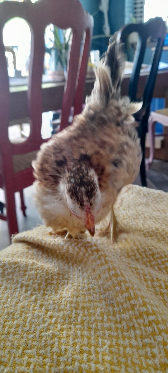 DesignsbyStacey's tweet photo. Gwyneth wanted to bring Isla to school today...so we compromised by sending you a few photos she's a serama chicken, the smallest breed! @mrsreevepont https://t.co/xqLem0iw0g