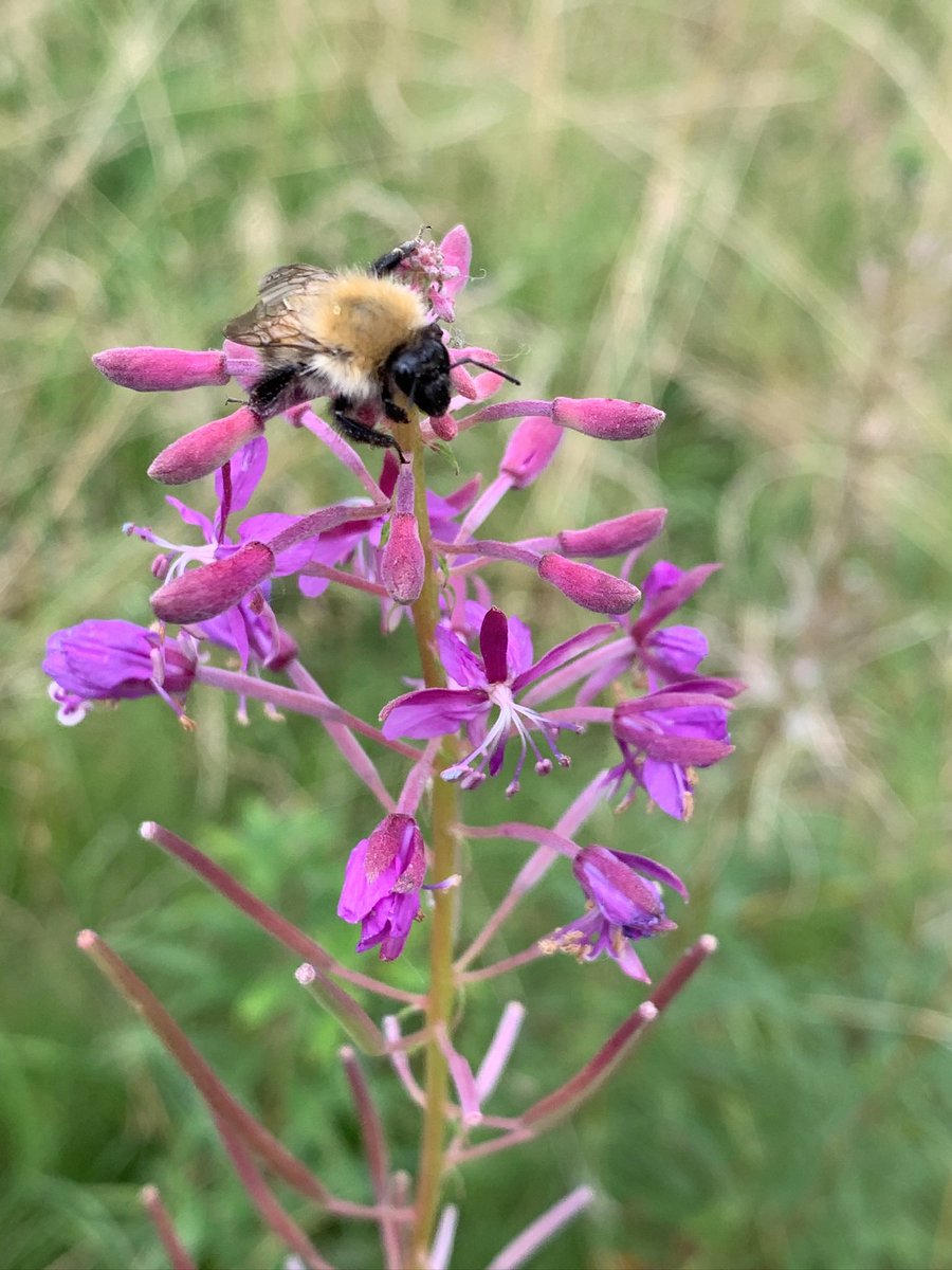 Brilliant day at Irvine Police Station assessing the habitats & species present. Nice surprise to find open mosaic habitat providing key late forage for pollinators. Fantastic that @PoliceScotland are exploring how their land can help build #naturenetworks across Scotland🐞🐝🤩