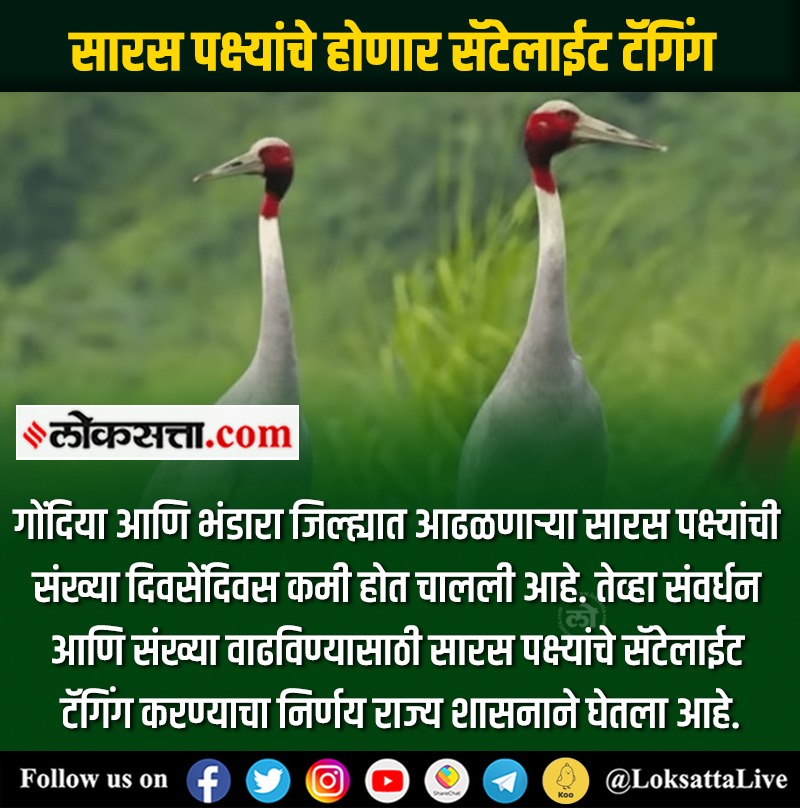 LoksattaLive's tweet photo. सारस पक्ष्यांचे होणार सॅटेलाईट टॅगिंग
https://t.co/dYCZ5lN1vk < येथे वाचा सविस्तर वृत्त
#SudhirMungantiwar #Tweete #Satellite #Tagging #Sarus #crane
#Birds https://t.co/zJiMphsutP