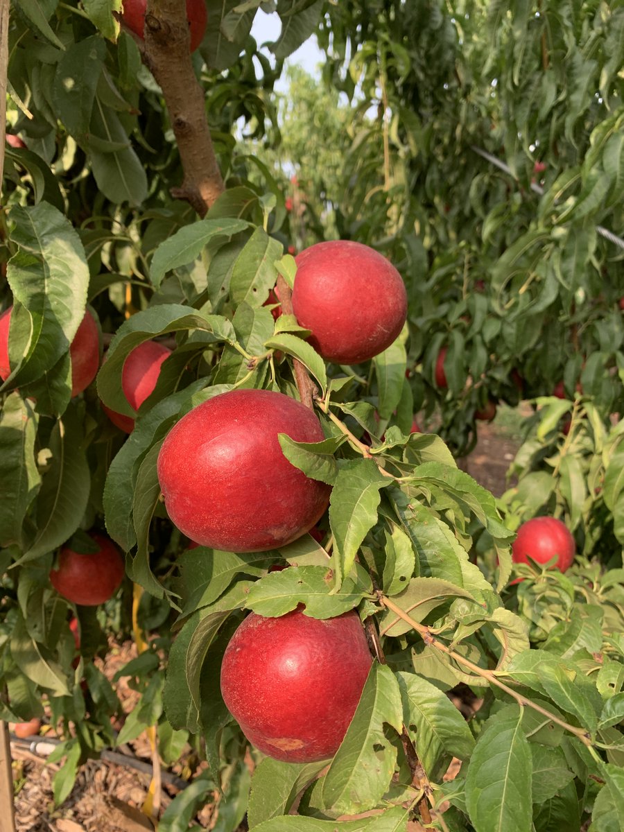 Les #récoltes continuent ⏳​ Sur notre site agrivoltaïque de Saint-Martin-de-Crau mené en partenariat avec la Société du Canal de Provence, la récolte des nectarines vient de s'achever ! ​ #innovation #agrivoltaïsme #agriculture #ENR