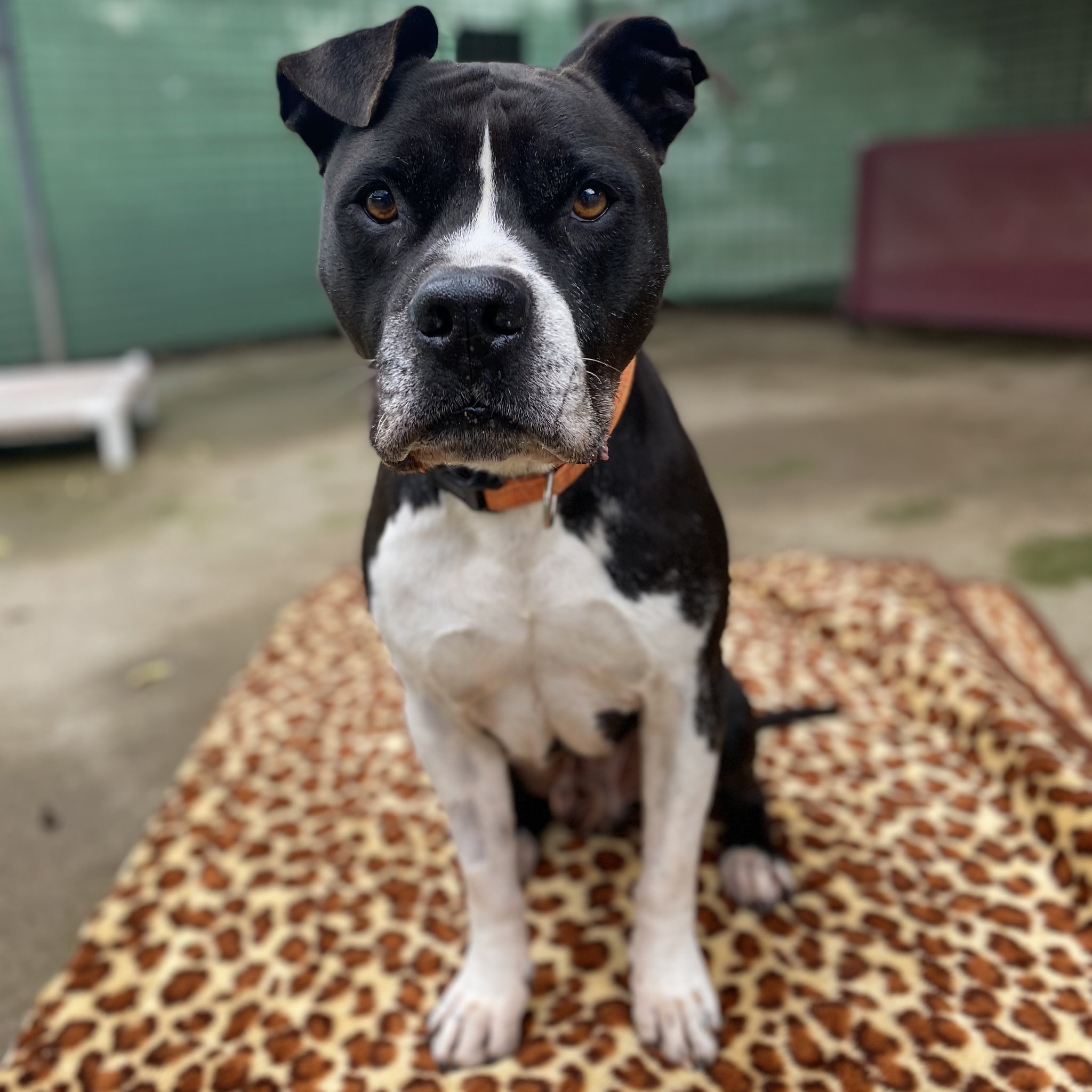 Lonsdale Animal Shelters Adelaide Flash Sales forodelasartes.uchile.cl