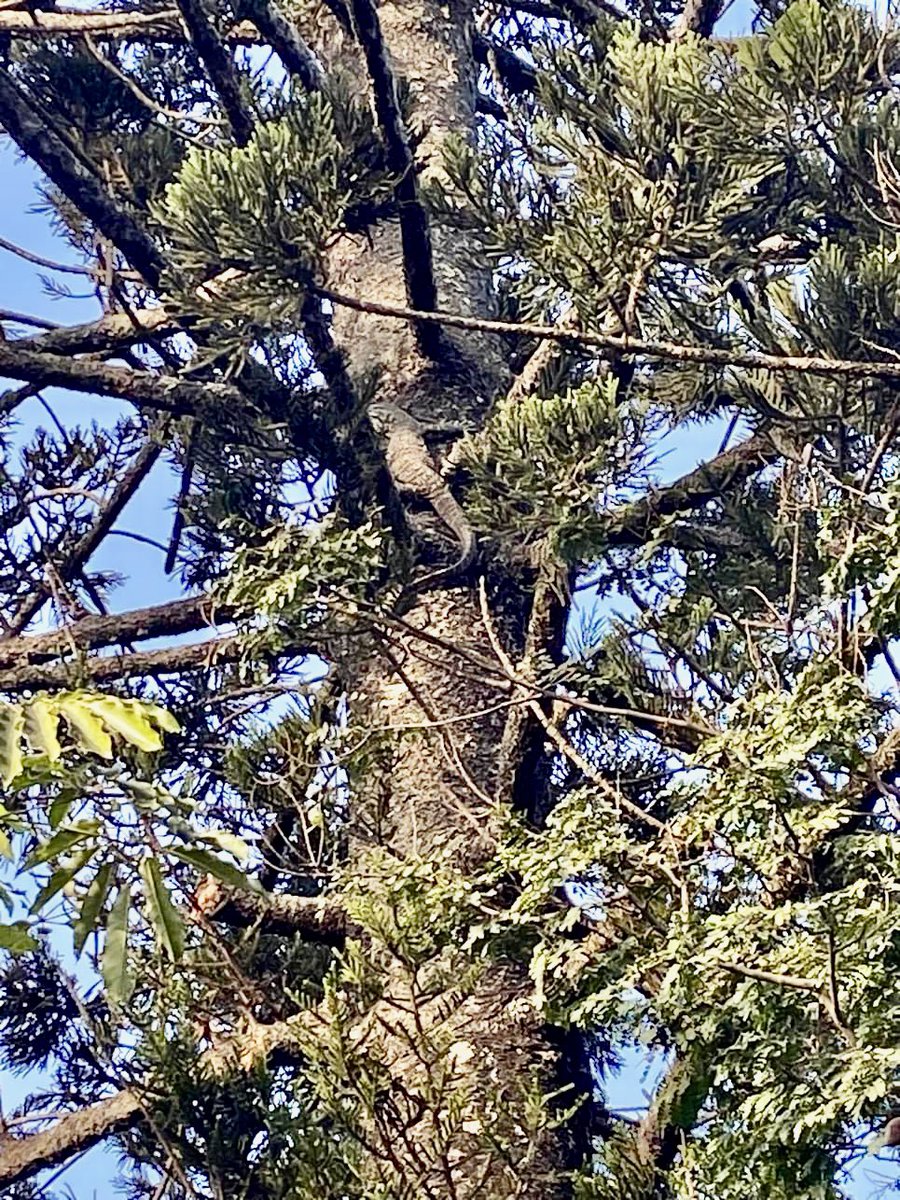 There’s a giant Goanna in my neighbours tree 😬

We also had a giant Eastern Brown snake in our backyard this afternoon while we were swimming. 

🐍

#AussieLife 🇦🇺