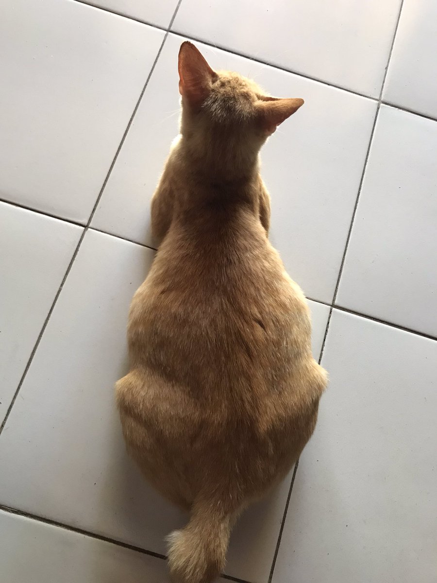 milladwas's tweet image. sapi oren