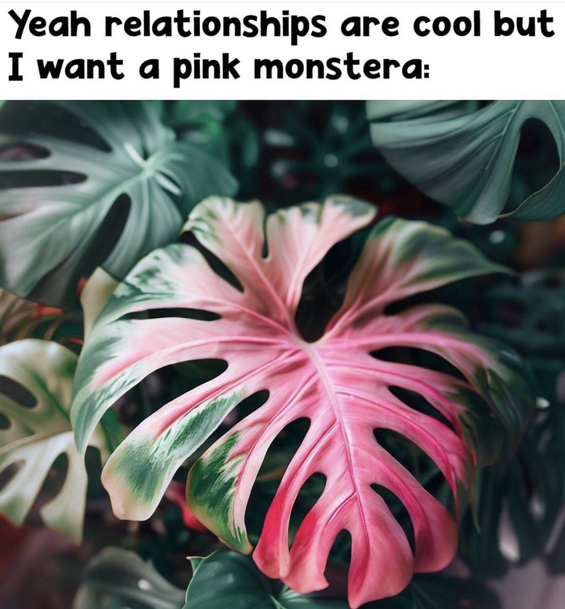 lifeisagardensa's tweet photo. 🌿💖 I'd rather have a Pink Monstera than a relationship any day! It's low maintenance and never breaks your heart! 😄🌱

#PlantLoveOverHeartbreak #PinkMonsteraDreams #LeafyLoveAffair #SingleAndLeafy #GreenTherapy #PlantObsession #BotanicalBliss #PlantsOverPeople #LeafGoals https://t.co/dBAr9GcTkM
