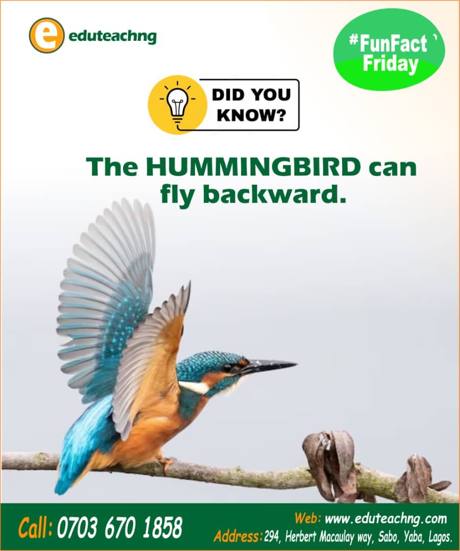 Eduteachng's tweet photo. Hummingbirds can fly backward. They can flap their wings 80 times per second.
Visit https://t.co/u1ZxlqdCCd to fill out a tutor form or to request a tutor.
#eduteachng #privatetutors #LagosDad #homelesson #virtualclasses #Education #Science https://t.co/LqVDJi1ZX1