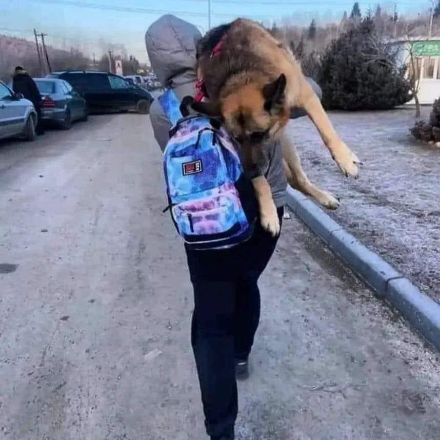 Sucedió en Ucrania 🇺🇦, Alisa cargó y caminó durante 17 kilómetro con su perro anciano al hombro para cruzar con él la frontera polaca...
Recuerda esta foto antes de decir "no puedo tenerlo”, cuando quieras abandonar al miembro más fiel de tu familia con cualquier excusa.
