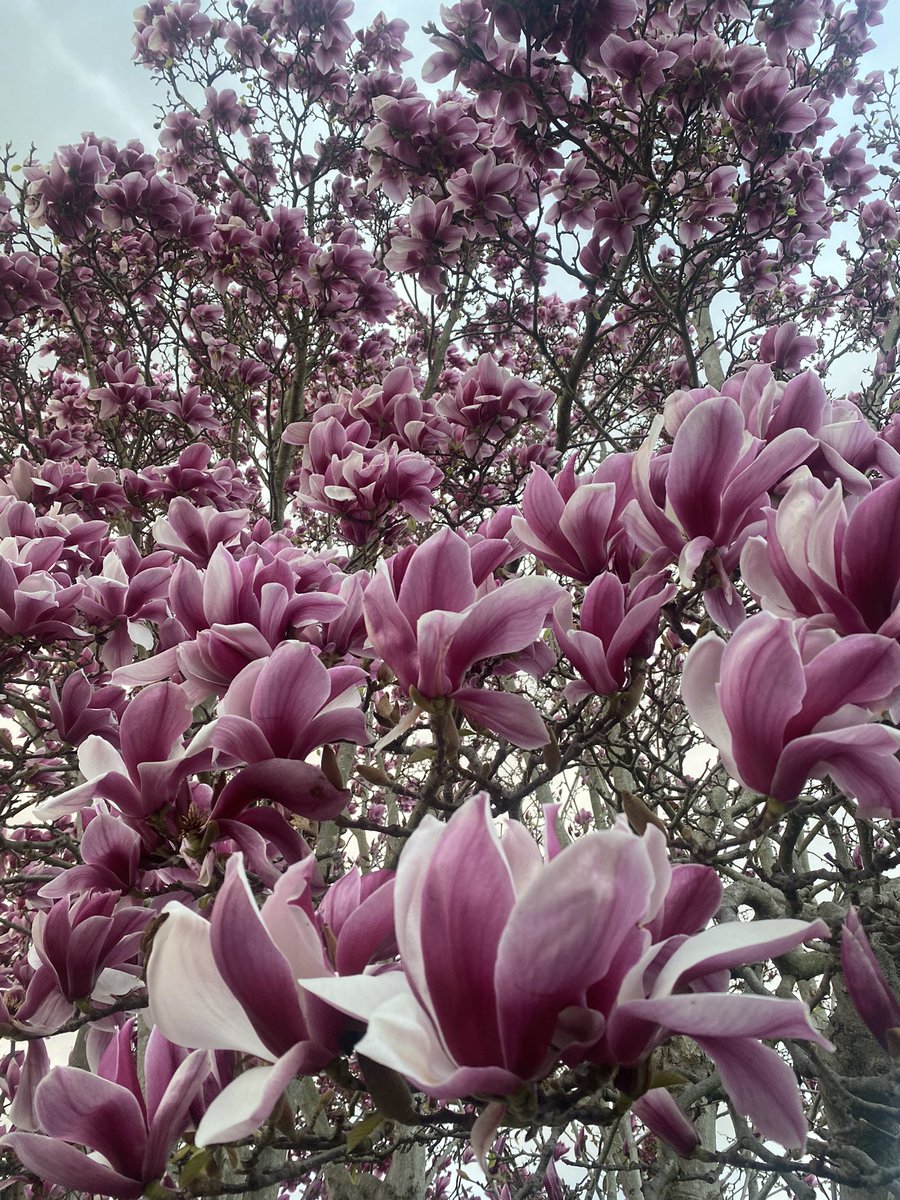 Have been taking incessant photos of my Magnolia tree and sending them to everyone and anyone, like one of my Middle Eastern aunties at their child’s med school / law school graduation ceremony 📷🌸