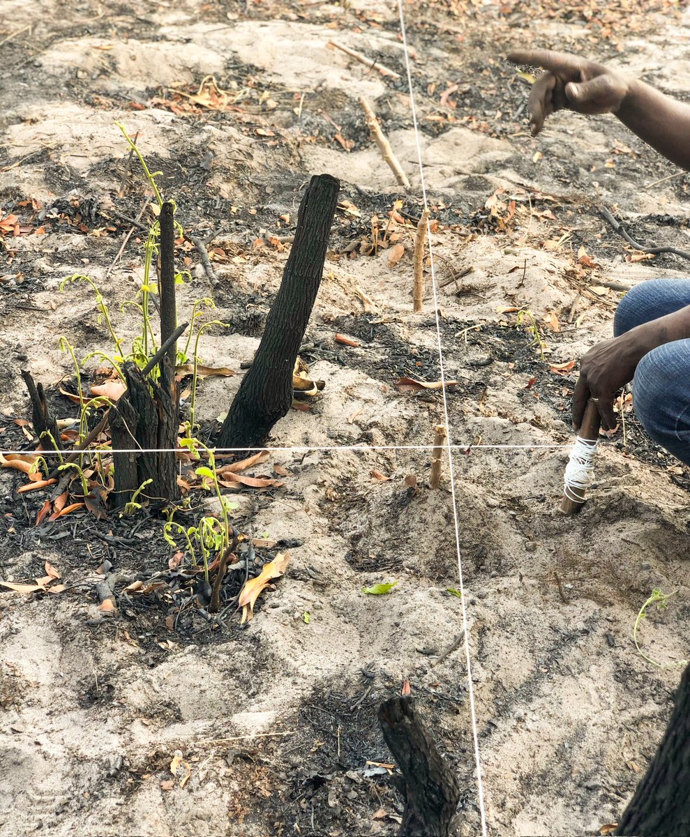 BuPilo Foundation tweet media