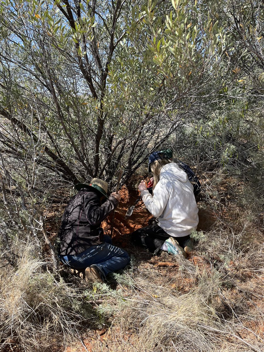 Palya (hello). Maku-ku (witchetty grub) hunting was hard work. Digging at the roots of the Acacia ‘Mulga’ tree to find a hollow root was a game of skill and luck! Many students tasted them raw or cooked in the Waru (fire) ashes.