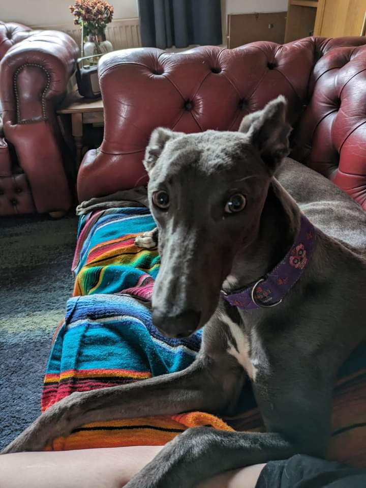 EGLR1's tweet image. Fidget is now ready for #rehoming.
#adpot 
#foreverhomes 
@NevilleSouthall
@AdoptionsUk
#lurchers
#houndsoftwitter 
Details in link and Contact details 
Pip Linda 
lurcher.org.uk/adpot/Fidget