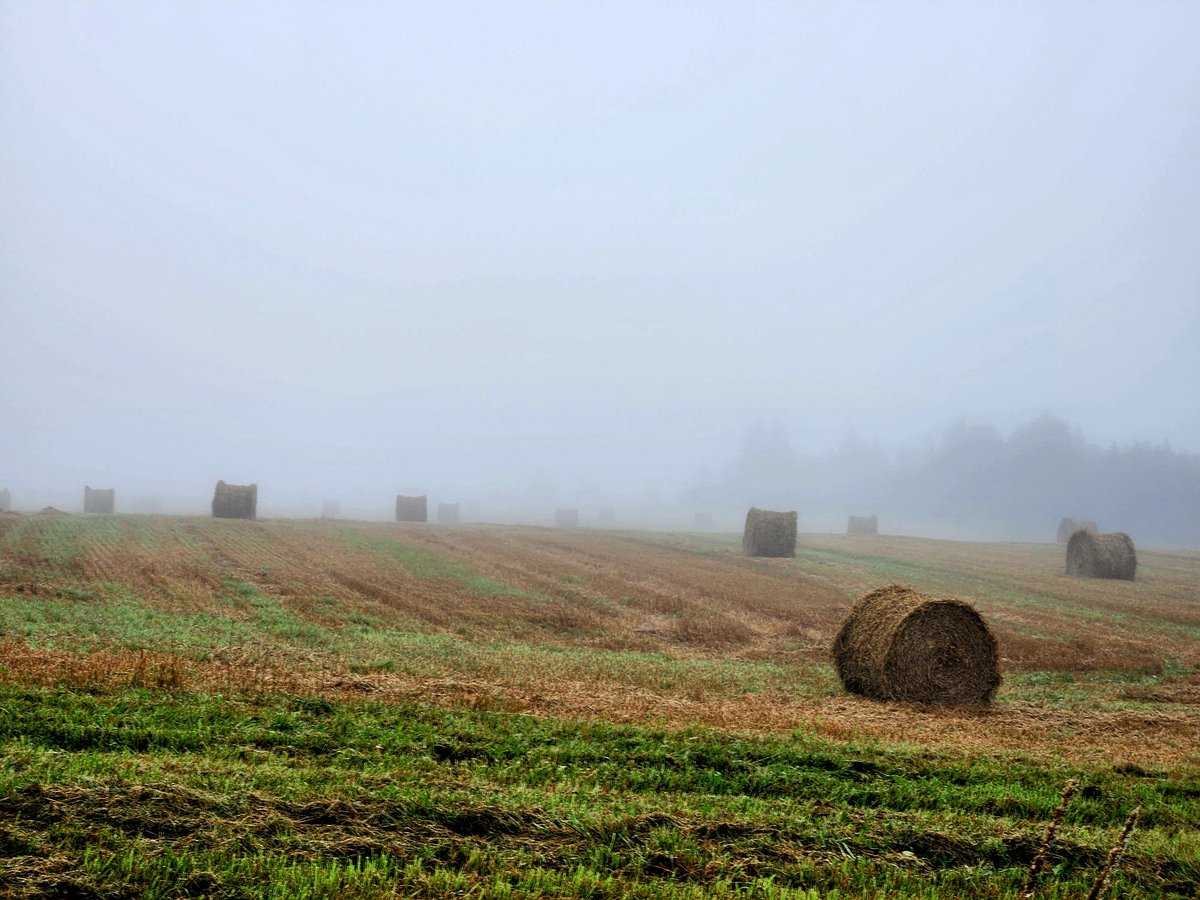 Sherrydm10's tweet photo. @LauraChapin1 Yes, it is a very foggy Friday morning in Gowan Brae #pei https://t.co/PMh3LvRnkG