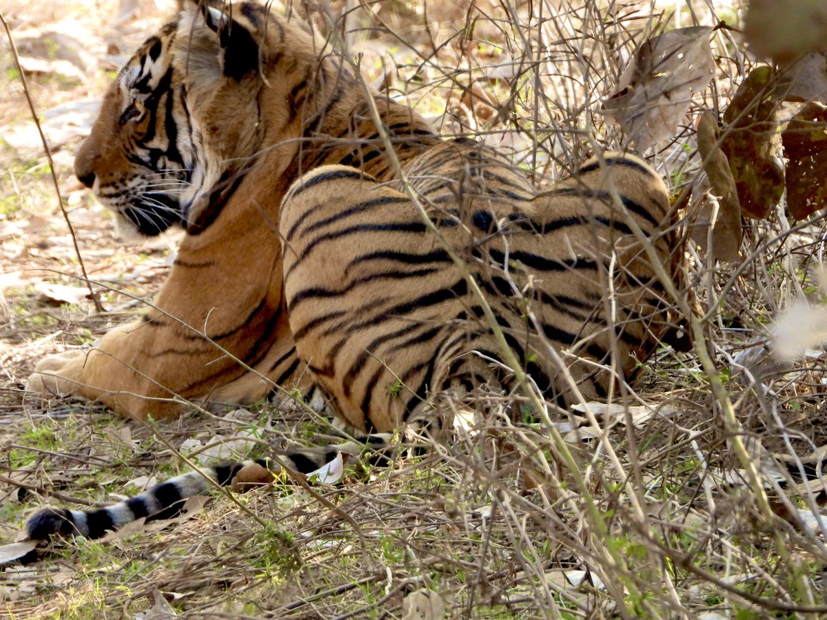 #TigersForDicky 

One of favourite Tiger of Dicky da :  Noor  , Queen of Ranthambhore.

Dicky da would have surely created a fantastical tale to go with this image. #IndiAves
