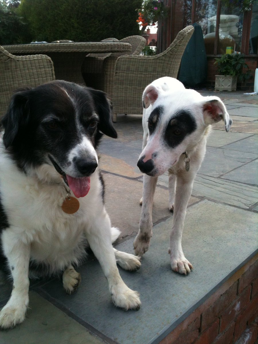 SharonFabo's tweet photo. @DogLovers03 My rescue dogs. I have another border collie too, they are the best. https://t.co/PkMP0vzevX