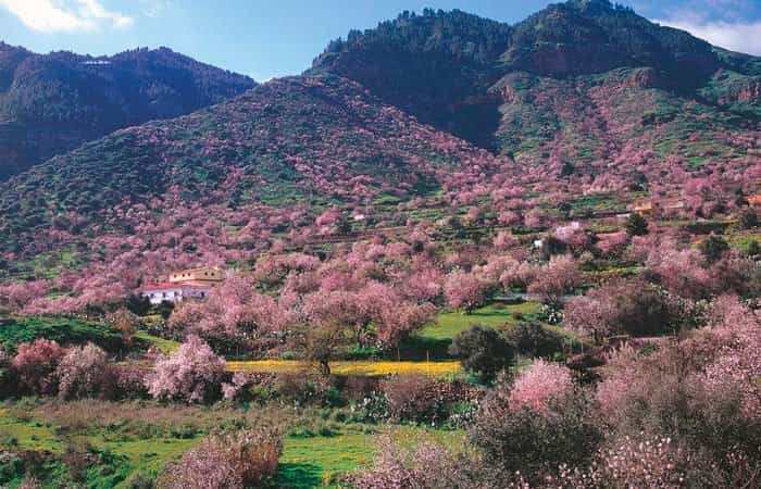 Fu_Turismo's tweet photo. La "Ruta del Almendro en Flor" en Gran Canaria es un evento anual que  destaca la belleza de los almendros en flor y crean paisajes  impresionantes en tonos de blanco y rosa. La ruta abarca áreas como Tejeda,  Valsequillo y Tenteniguada. 
📷https://t.co/tY0c6jCeRd
#Futurismo https://t.co/wOUEph9VwZ