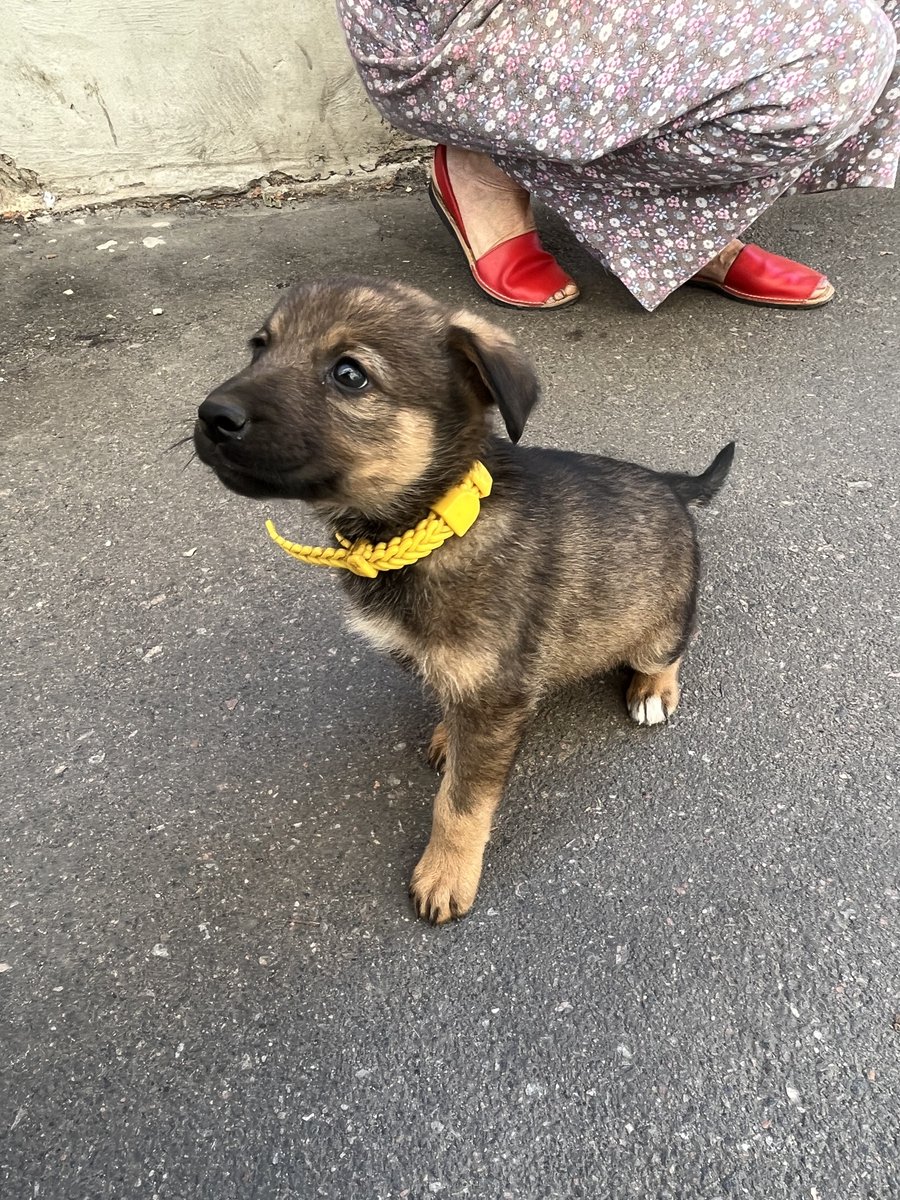 innnokesha's tweet photo. одеса!
ніхто не хоче собі чудову собачку 
або може знаєте в які притулки можна звернутися 
вони живуть в подвалі і сусідка їх трохи випускає погуляти,але звідки вони ми не знаємо 
без нашийника хлопчик,з нашийником дівчинка https://t.co/MTyDk04KIg