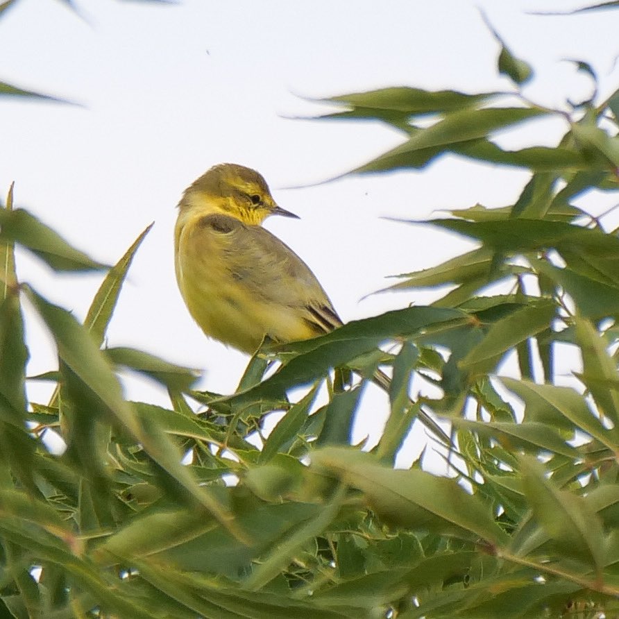 Yellow Wagtail at Chadhurst Farm this morning.