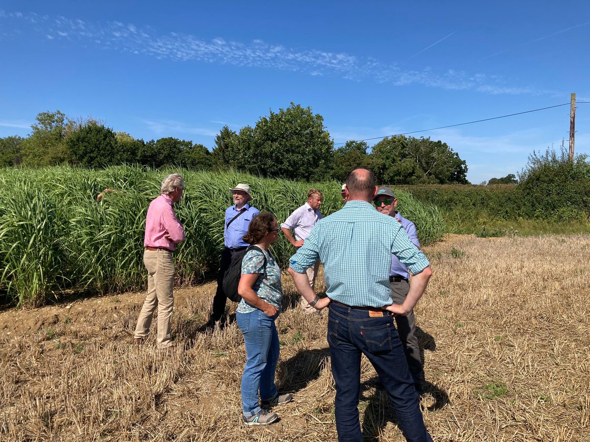 Terravesta's tweet photo. Fantastic farm walk yesterday with The @afgroupuk hosted by Norfolk farmer, Algy Garrod. Thanks to all attendees who joined us to learn more about Miscanthus farming! #AFGroup #NorfolkFarming #MiscanthusFarming https://t.co/IjbxeB9VME