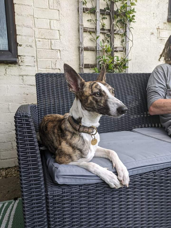 EGLR1's tweet image. Bramble is now looking for her #foreverhomes 
Detail below about her 
Call Pip Linda answer your questions 
lurcher.org.uk/adpot/Bramble 

#mhhsbd 
#adpotme 
#rehomehour 
@NevilleSouthall 
#houndsoftwitter 
#uk