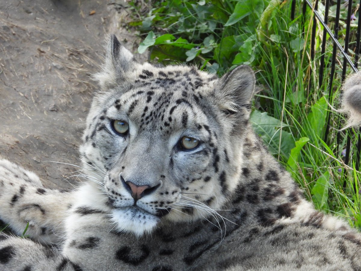 WelshMountainZo's tweet photo. Happy Friday from Sumbe!!
Not yet had a chance to see him? The best time to see any of our cats is first thing or last thing in your day!
#HappyFriday #WeekendPending #HelloFromSumbe #SupportingConservation #WelshMountainZoo #NationalZooOfWales #Eryri360 #TenTop https://t.co/fZepQWPcTT