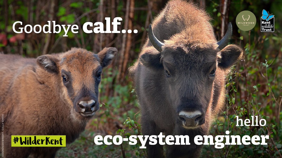 KentWildlife's tweet photo. 🥳Goodbye calf, hello ecosystem engineer - the #BleanBisonProject calf has turned one!
🦬To celebrate, we are offering 10% off all of our animal adoption packs. Just enter "1STBIRTHDAY" at the checkout.
👉👉https://t.co/nCBptcNhxj
@WildwoodTrust https://t.co/VRelKKwPB1