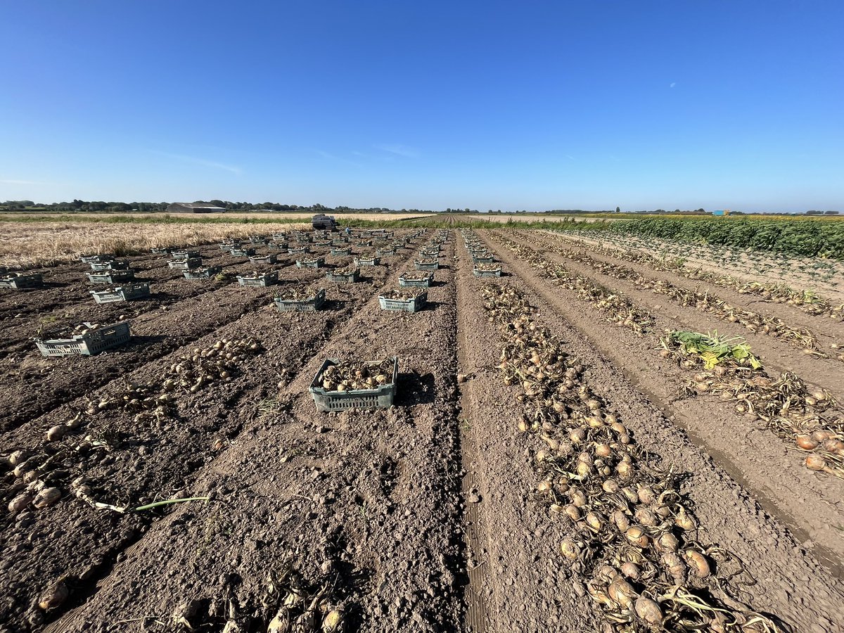 Onion 🧅 Harvest on a glorious Sunny Friday @AgriiUK #supportukfarming🇬🇧 #fieldtofork #harvest ☀️☀️☀️