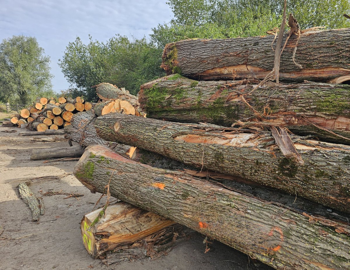 MadeByGrayNics's tweet photo. Busy yard this week, more Willow delivered, will be cut into rounds, then split into clefts, followed by drying, more saw work and grading before the bat makers create your future #Cricket bats.

#BatMaking #SussexBatFactory #CricketBat https://t.co/ZoNsNClIwy