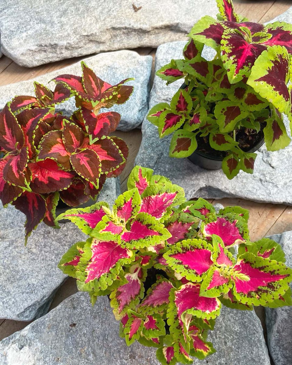 🌿¿Conoces el Cóleo?
Pese a su pequeño tamaño, la forma y los colores de sus hojas consiguen captar cualquier mirada.
¿Con cuál te quedas tú?
#coleo #plantatemporada #Vigo #plantas