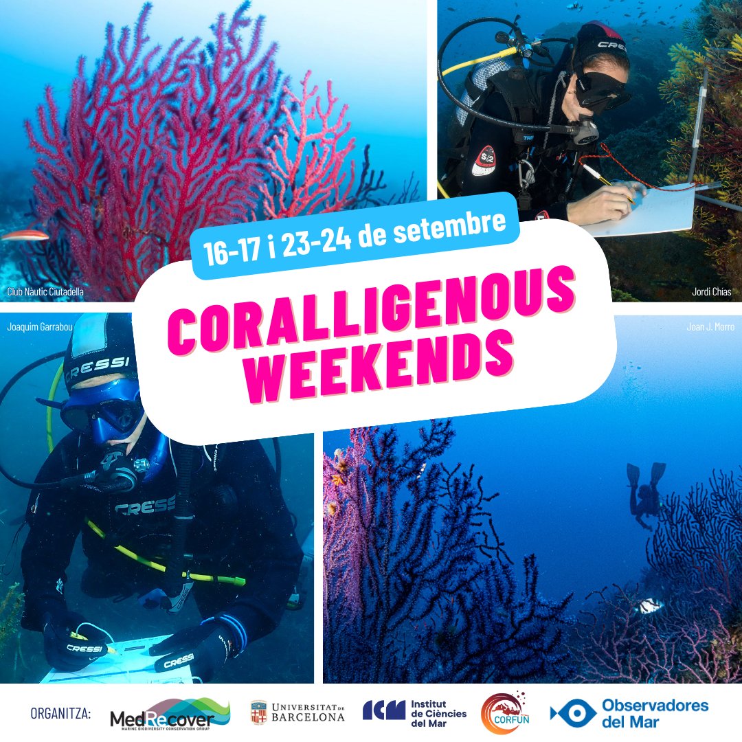 #CorallWeekends 📣 Us anunciem les jornades de ciència ciutadana “Coralligenous weekends” on el principal objectiu és conèixer l'estat de dues de les espècies més representatives del coral·ligen a la Costa Brava: les gorgònies |Eunicella singularis| i |Paramuricea clavata|  🧵⬇️