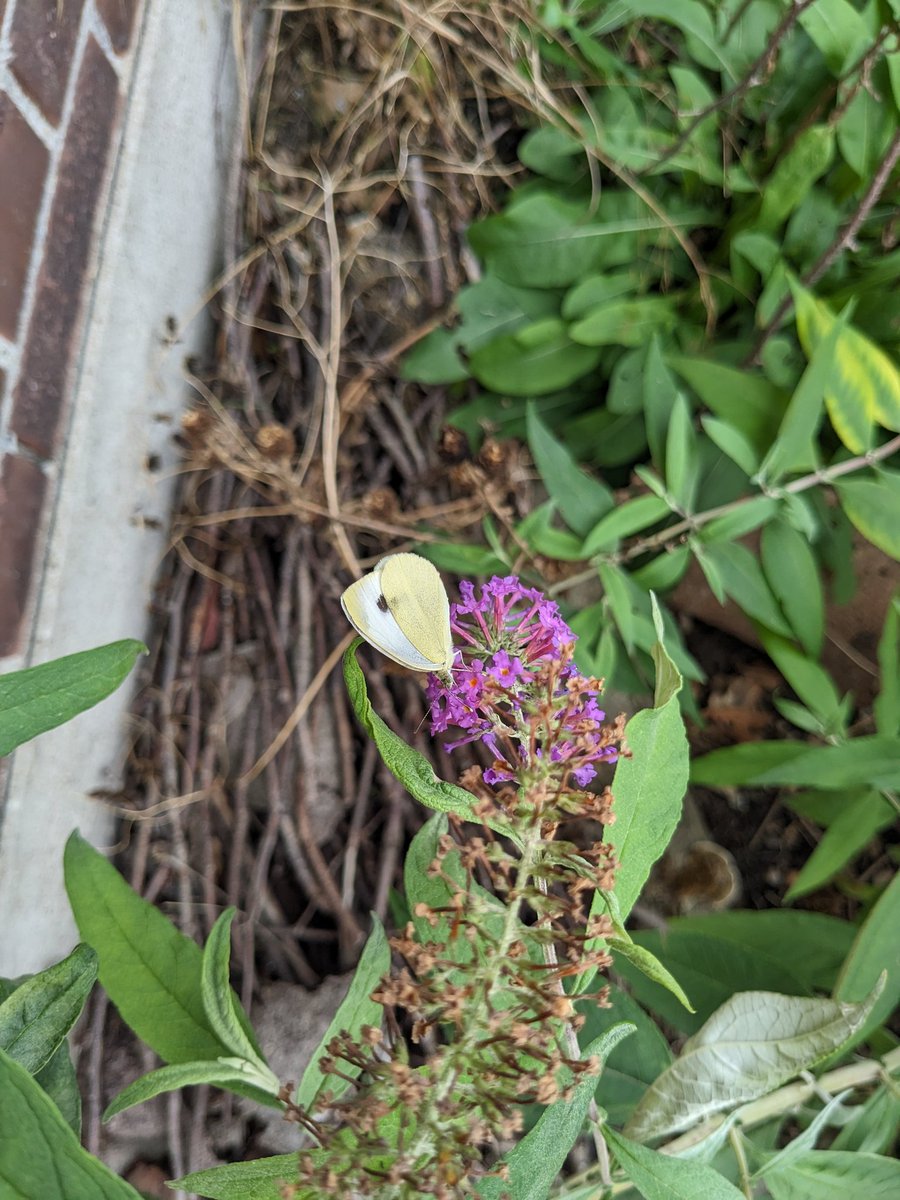 EmDi_ACGT's tweet photo. @NorwaySkandin Bei uns am Niederrhein sind diese Woche auch ganz viele Schmetterlinge unterwegs! Und nicht nur Kohlweißlinge...♥️🦋 https://t.co/P1f1NhKfxO