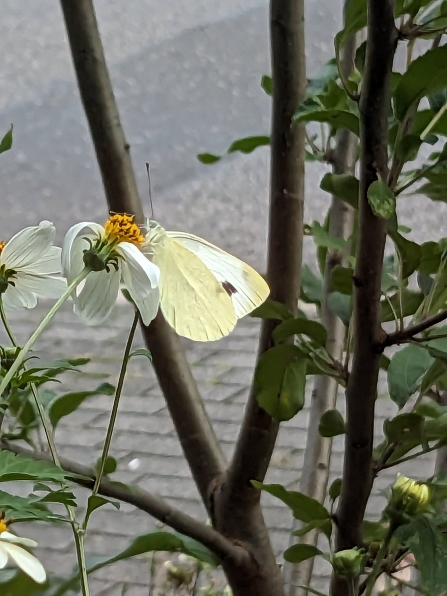 EmDi_ACGT's tweet photo. @NorwaySkandin Bei uns am Niederrhein sind diese Woche auch ganz viele Schmetterlinge unterwegs! Und nicht nur Kohlweißlinge...♥️🦋 https://t.co/P1f1NhKfxO