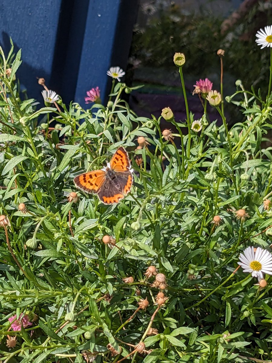 EmDi_ACGT's tweet photo. @NorwaySkandin Bei uns am Niederrhein sind diese Woche auch ganz viele Schmetterlinge unterwegs! Und nicht nur Kohlweißlinge...♥️🦋 https://t.co/P1f1NhKfxO