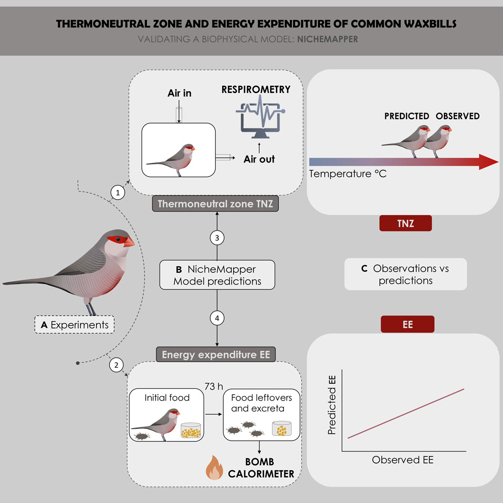 <a href="/Marinasentis/">Marina Sentís</a>  shows that biophysical models can accurately predict the energy expenditure of small passerine birds, especially if avian thermoregulatory behavior such as feather fluffing is accounted for. sciencedirect.com/science/articl… first PhD chapter! @CesarePacioni <a href="/TEREC_ugent/">TEREC</a>