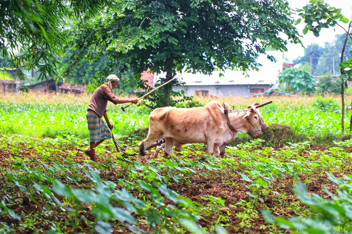 'Falling in love with farm life.'😍❣️🌾🌱
..
📸😍
.

#agriculture #farmers #FarmLife #photography #nature #NaturePhotography #canon #canonphotography #ploughing #shetkari #indianagriculture #Bharat #India