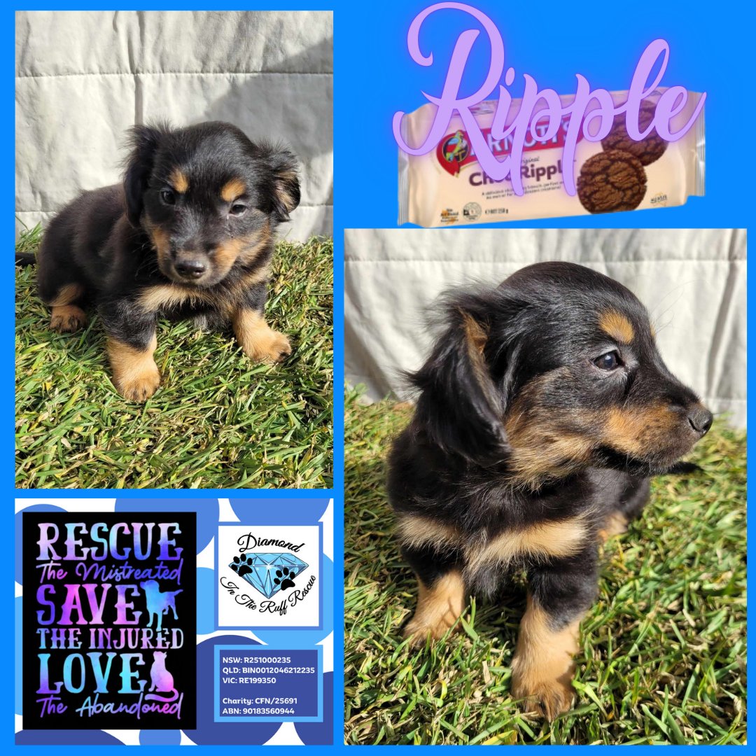 𝐑𝐢𝐩𝐩𝐥𝐞⁣
petrescue.com.au/listings/995616⁣
⁣⁣⁣
#DITRRdogsavailable #R251000235 #RE199350 #BIN0012046212235⁣⁣⁣⁣⁣⁣⁣⁣