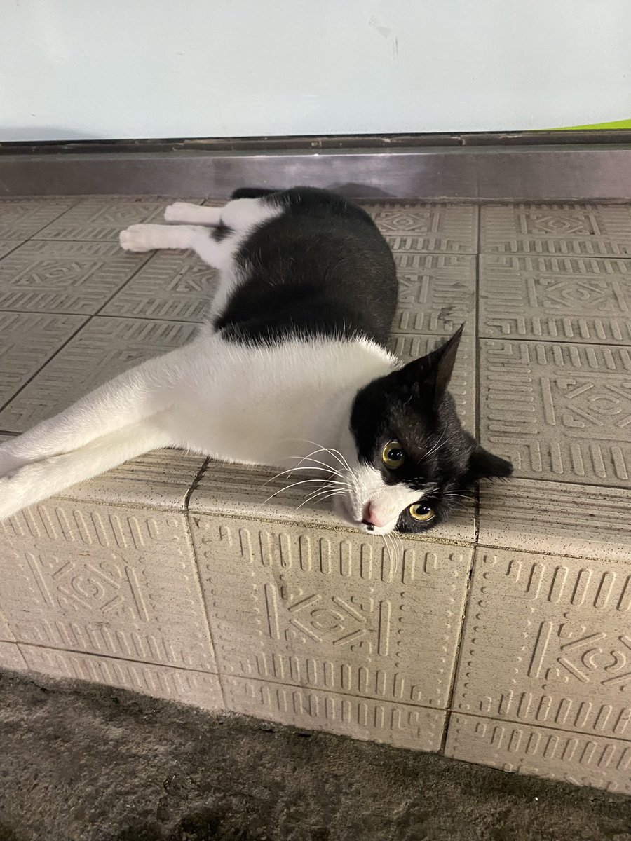 Deulchan_'s tweet photo. 최근에 본 고양이 친구들을 살포시 두고 갑니다 https://t.co/xN1FFfaK0Y
