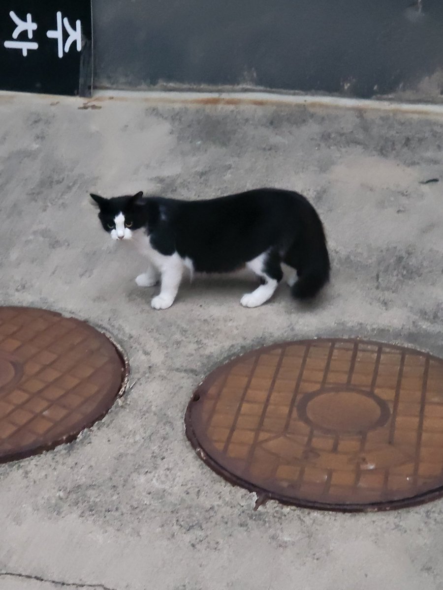 Deulchan_'s tweet photo. 최근에 본 고양이 친구들을 살포시 두고 갑니다 https://t.co/xN1FFfaK0Y