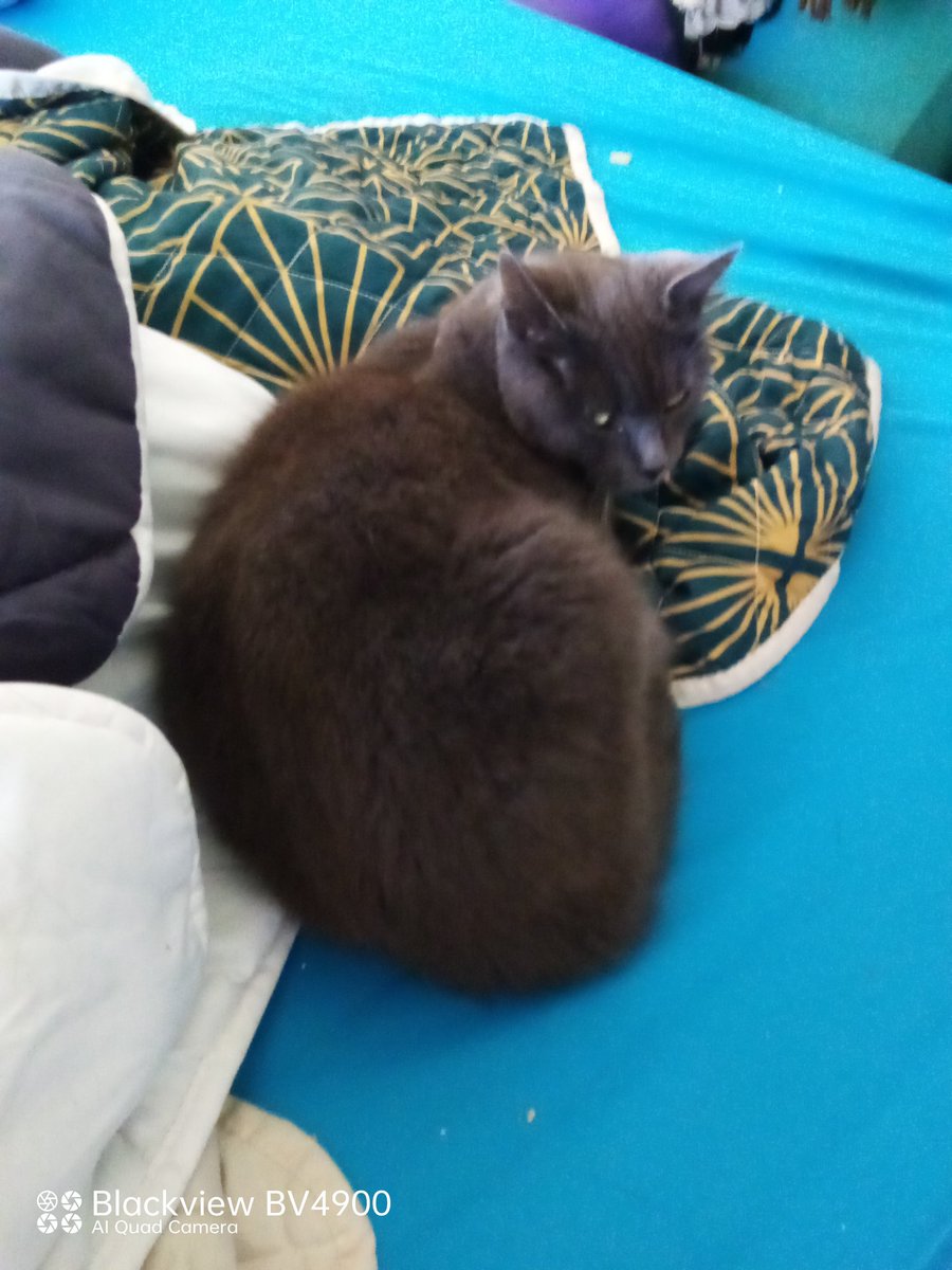 fredbibi's tweet image. Elle m'embête la paparazzi