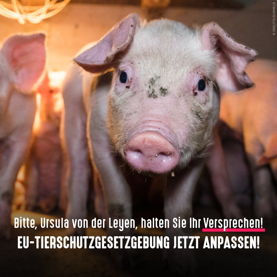 Über 600 Wissenschaftler, Landwirte, Tierärzte, Organisationen etc. haben einen offenen Brief an die Präsidentin der EU-Kommission <a href="/vonderleyen/">Ursula von der Leyen</a> unterzeichnet und sie gebeten, die #Tierschutzgesetzgebung dringend noch vor Ablauf ihrer Amtszeit anzupassen 👉 eurogroupforanimals.org/files/eurogrou…