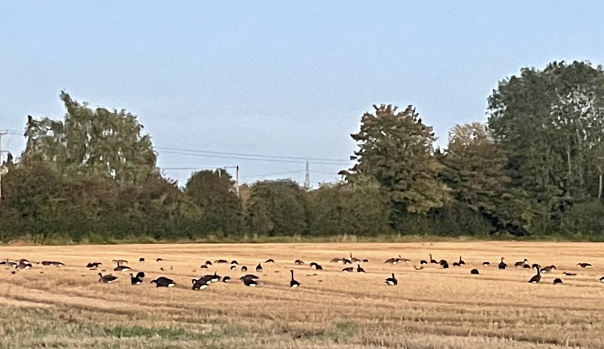 WallerInTheWild's tweet photo. Big Skies: on twilight walks, geese like wildebeest, and the power of tilting your gaze. https://t.co/TKzXbtRESE https://t.co/PPnfFZusFd