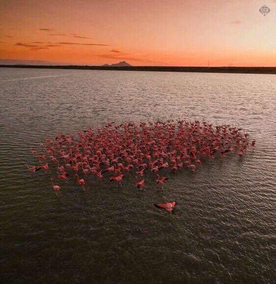 GianlucaCoccon1's tweet photo. Fantástico 
FLAMINGOS en la Laguna de BOCA DE CAÑO al fondo el majestuoso cerro Santa Ana…Península de Paraguaná….Edo Falcón VENEZUELA 🇻🇪🇻🇪🇻🇪🇻🇪🇻🇪🇻🇪🇻🇪🇻🇪🇻🇪🇻🇪🇻🇪🇻🇪🇻🇪🇻🇪
Créditos: Omaira Moreno https://t.co/5Sk0nu8xET