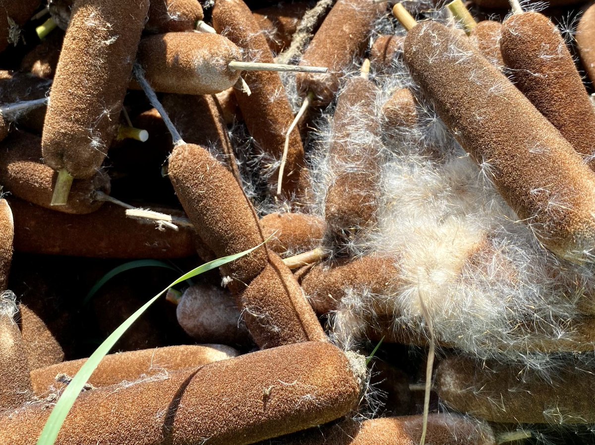 wildlifebcn's tweet photo. A historic harvest! 
First @greatfen #paludiculture collection of fluffy typha/bulrush seed heads, to be used for BioPuff®, a lightweight fibre fill material by SaltyCo. 
Collected by adapted @loglogic_uk softrak with @MikeGiffin60   
#PeatlandProgress 
📸 CFitton https://t.co/Ik3fA7L8xr