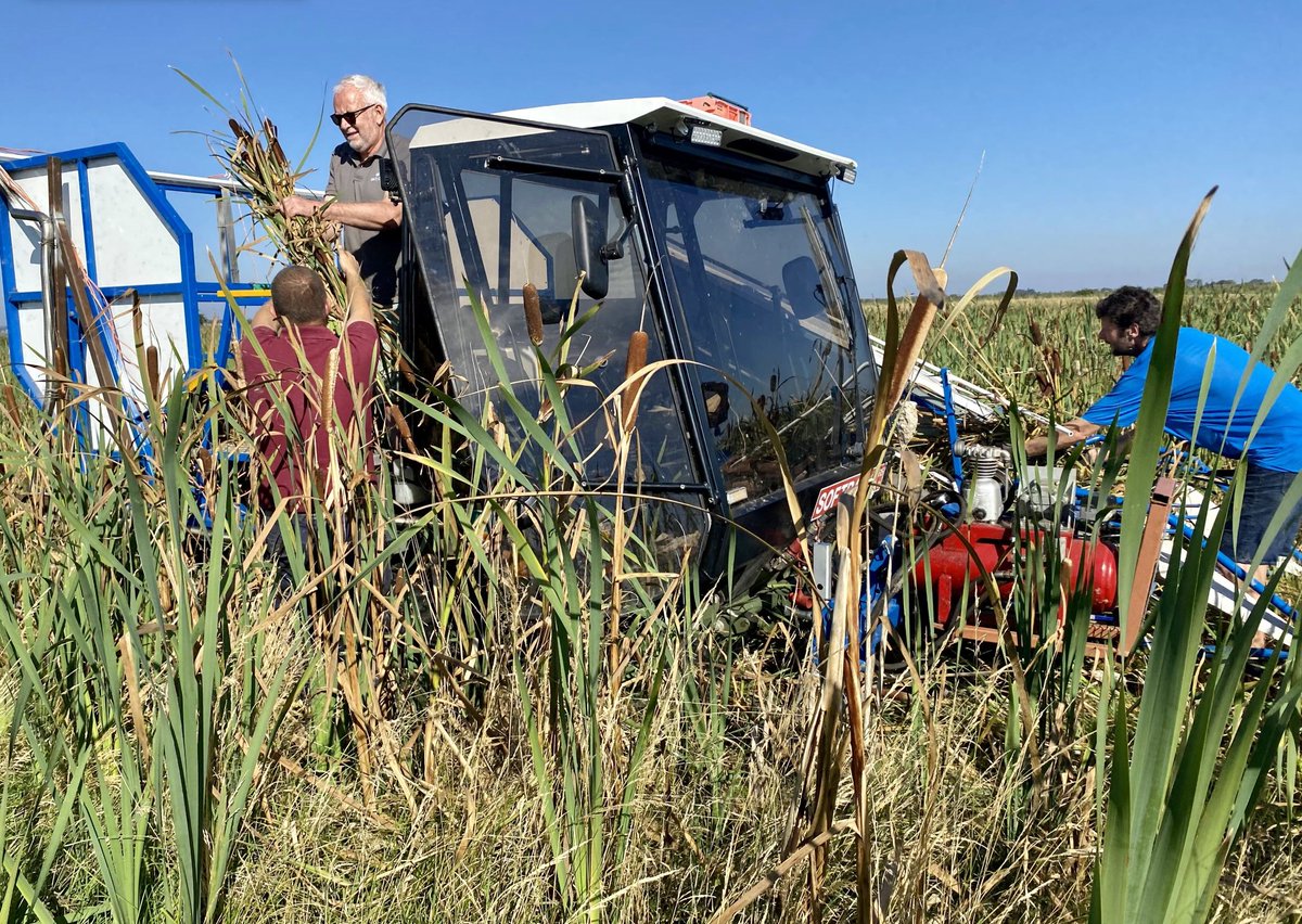 wildlifebcn's tweet photo. A historic harvest! 
First @greatfen #paludiculture collection of fluffy typha/bulrush seed heads, to be used for BioPuff®, a lightweight fibre fill material by SaltyCo. 
Collected by adapted @loglogic_uk softrak with @MikeGiffin60   
#PeatlandProgress 
📸 CFitton https://t.co/Ik3fA7L8xr