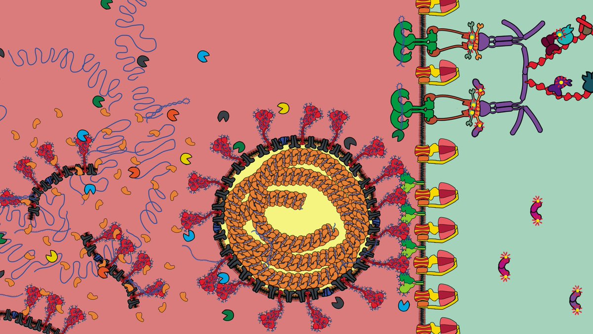 Can you Name one Protein in this Image?