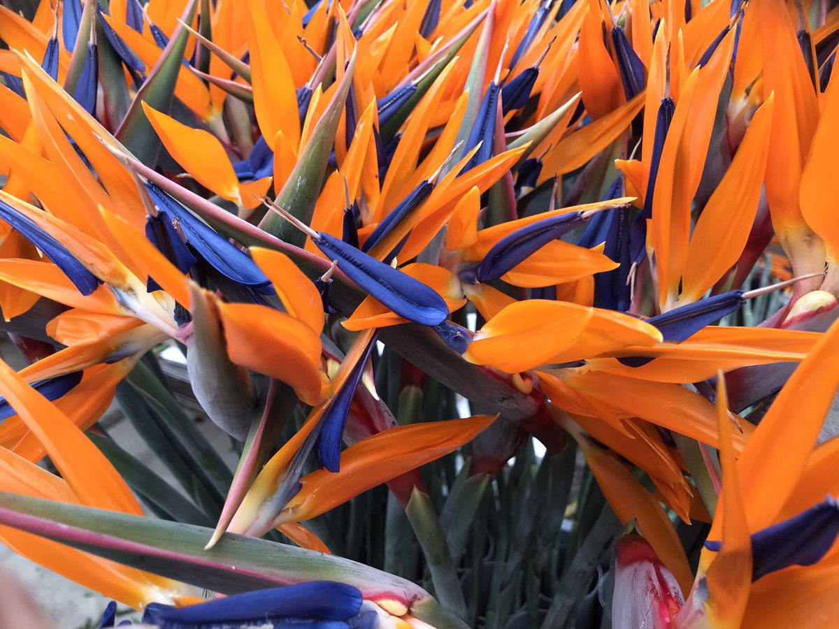 RolandDuyv's tweet photo. De allerbeste Strelitziabloemen telen wij, onze bloemenkwekerij Holland Strelitzia. Deze bloemen veilen wij op de veilingklok in Aalsmeer voor de allerbeste #bloemisten en #exporteurs van @FloraHolland
#terugvolgvrijdag https://t.co/cEIMevIBHT
