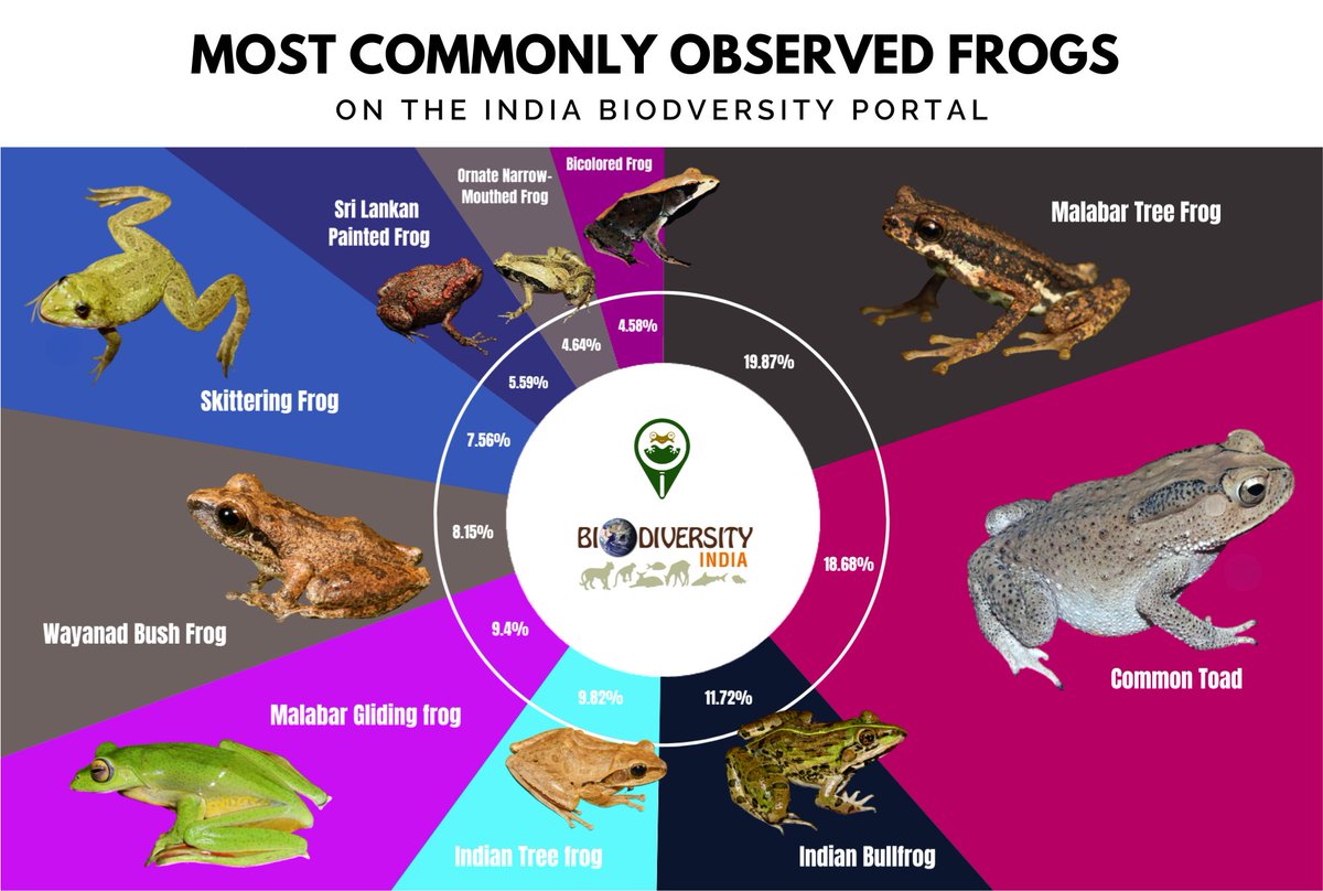 Hop to it! 🐸 Only 2 days left to share your frog observations for the Frog Watch campaign. Dive into the India Biodiversity portal for fascinating insights into India's incredible frog species. 🌿🔍                   
#FrogWatch #BiodiversityIndia #WildlifePhotography